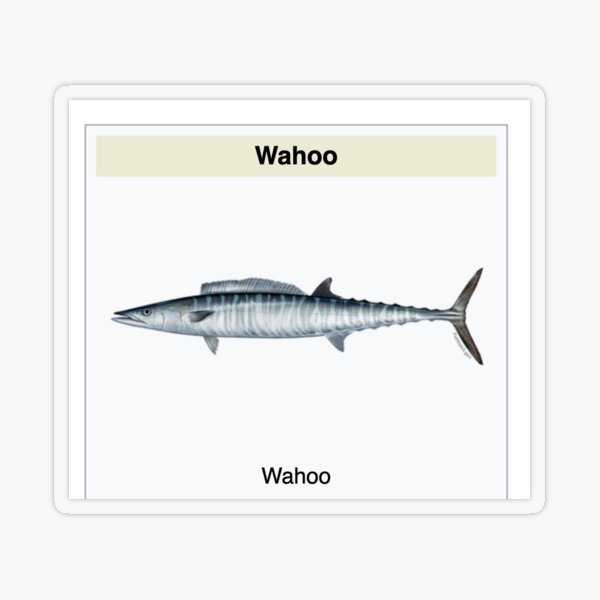 team wahoo  Sticker for Sale by AnomisShops