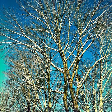 Artwork thumbnail, Winter Bareness by OneDayArt