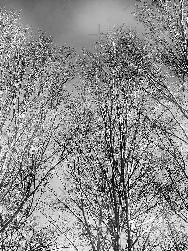 Thumbnail 3 of 3, Drawstring Bag, Dramatic Black and White Trees designed and sold by OneDayArt.