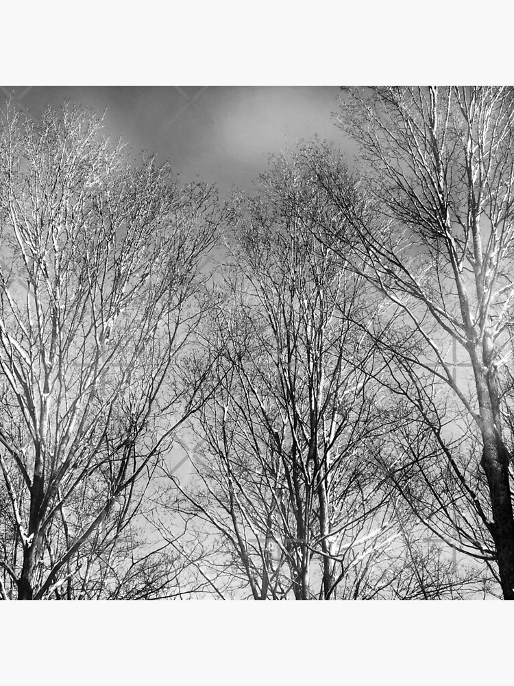 Thumbnail 5 of 5, Coasters (Set of 4), Dramatic Black and White Trees designed and sold by OneDayArt.