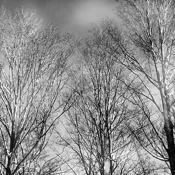Artwork thumbnail, Dramatic Black and White Trees by OneDayArt