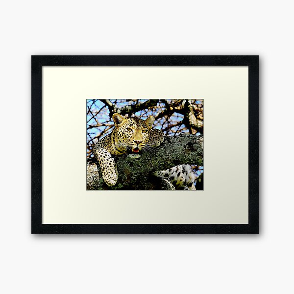 Item preview, African Leopard in Northern Tanzania, Photograped in the wild.  designed and sold by 10XPhoto.