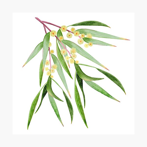Item preview, Flowering Wattle designed and sold by Sketchbook Designs.
