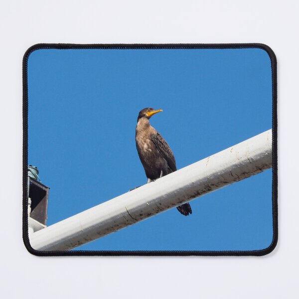 Item preview, Double-crested Cormorant Perching On a Light Pole designed and sold by BackyardBirder.