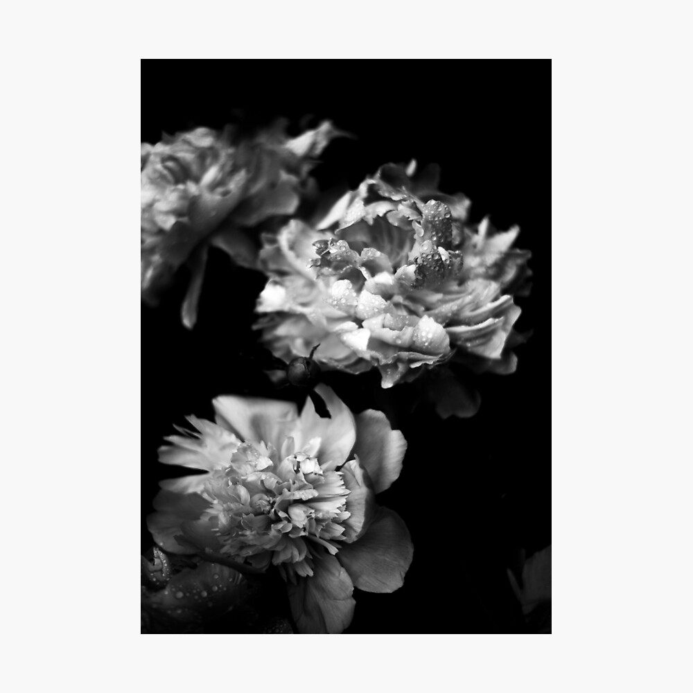 Black And White Peonies Photographic Print By Nth Ka Redbubble