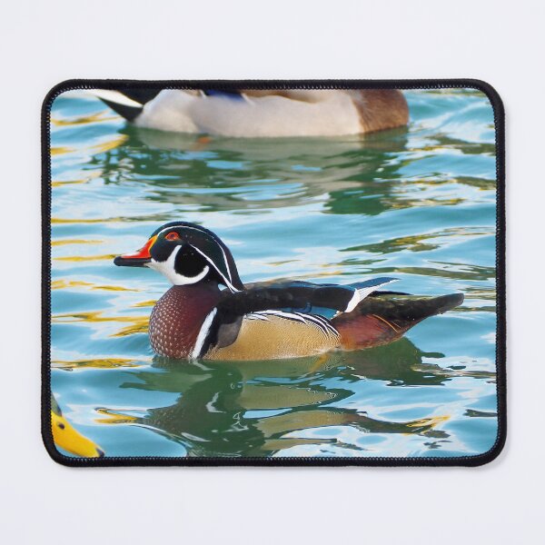 Item preview, A Cute Wood Duck Turning Its Head While Swimming designed and sold by BackyardBirder.