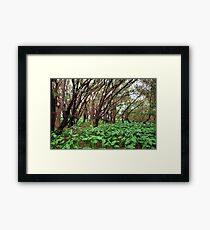 Bushland Framed Print