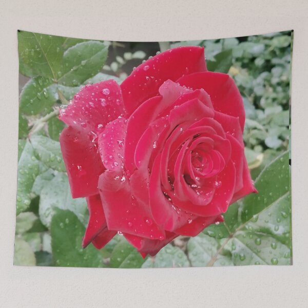 Item preview, Beautiful red rose after the rain  designed and sold by helenkaiy.