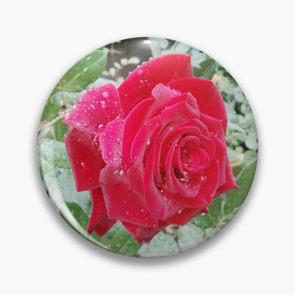 Item preview, Beautiful red rose after the rain  designed and sold by helenkaiy.