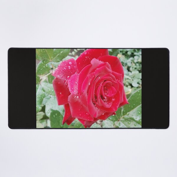 Item preview, Beautiful red rose after the rain  designed and sold by helenkaiy.