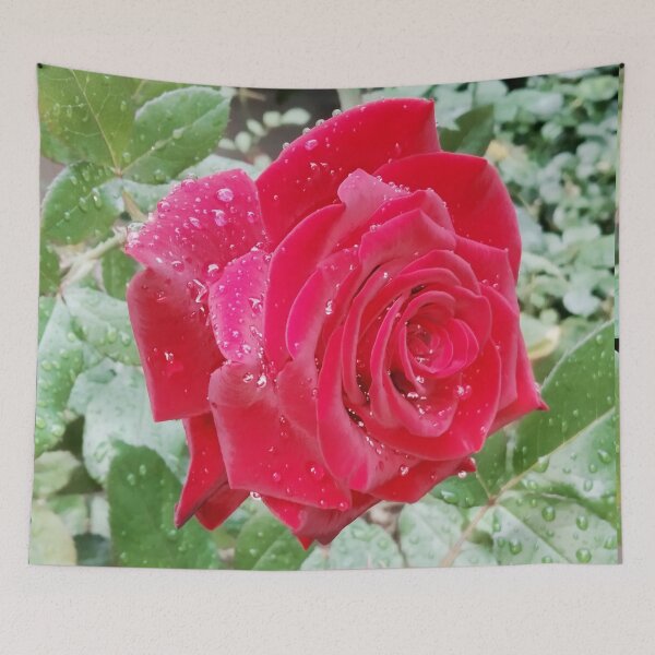Item preview, Beautiful red rose after the rain  designed and sold by helenkaiy.