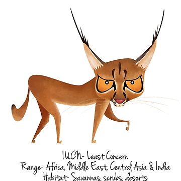 Caracal
