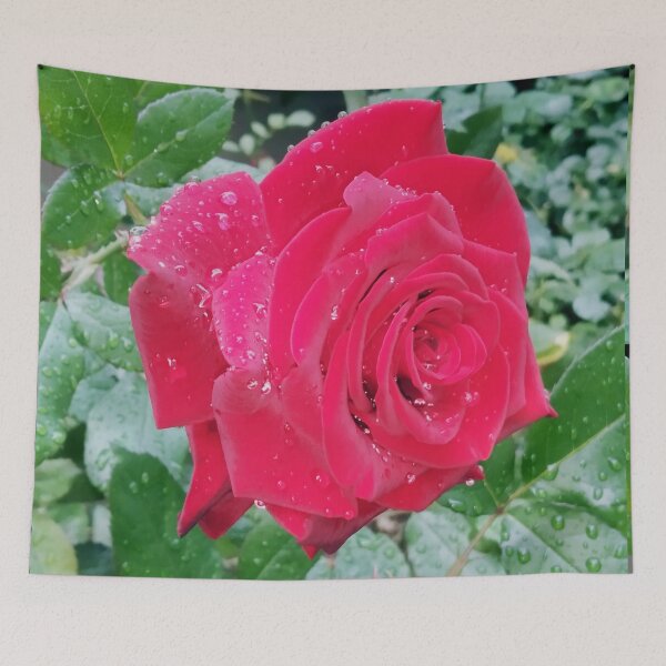 Item preview, Beautiful red rose after the rain  designed and sold by helenkaiy.