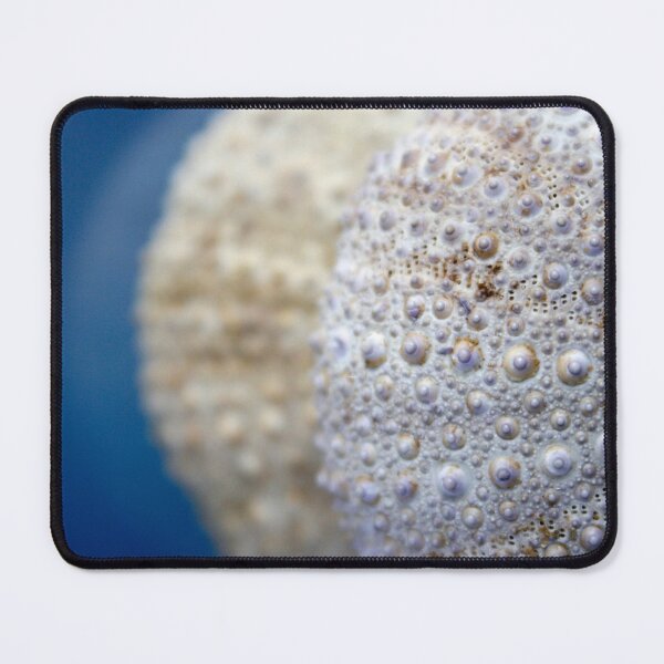 Item preview, sea urchin shell designed and sold by iago rodriguez dopico.