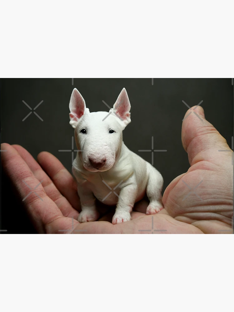 Auto Aufkleber Bull Terrier Miniature 🔥 ohne Hintergrund, kleine & große  Motive