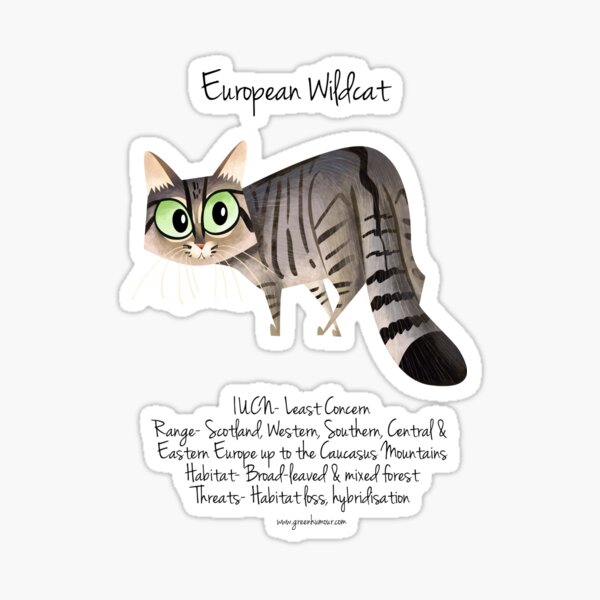 European Wildcat Sticker