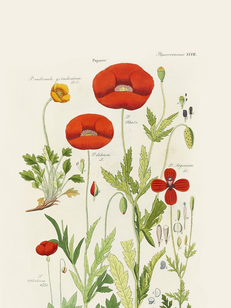 Botanical illustration: Poppy by David Dietrich – State Library Victoria by StateLibraryVic