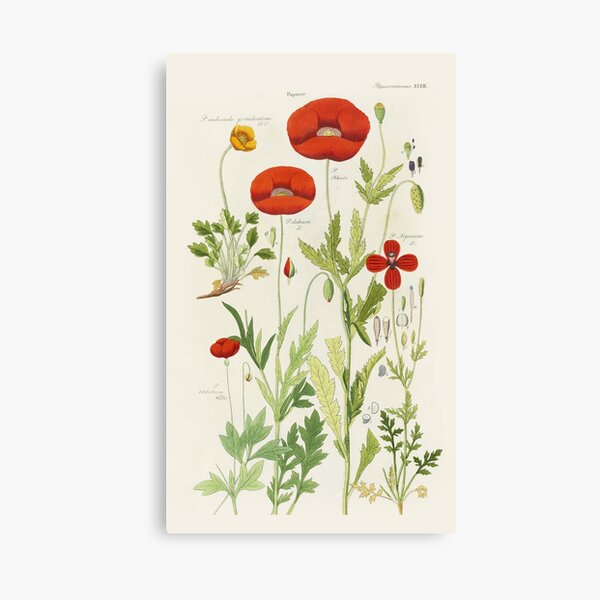 Botanical illustration: Poppy by David Dietrich – State Library Victoria Canvas Print