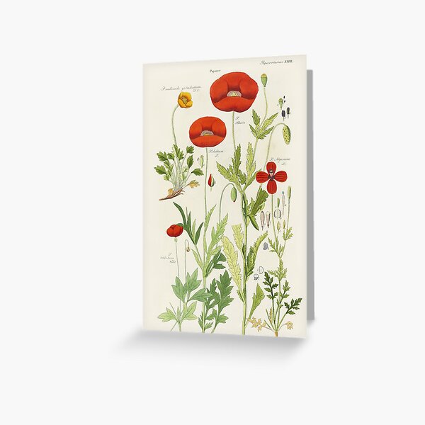 Botanical illustration: Poppy by David Dietrich – State Library Victoria Greeting Card