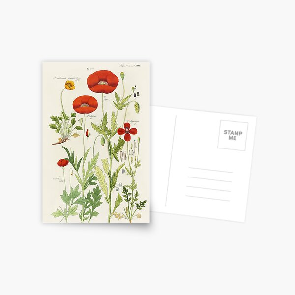 Botanical illustration: Poppy by David Dietrich – State Library Victoria Postcard