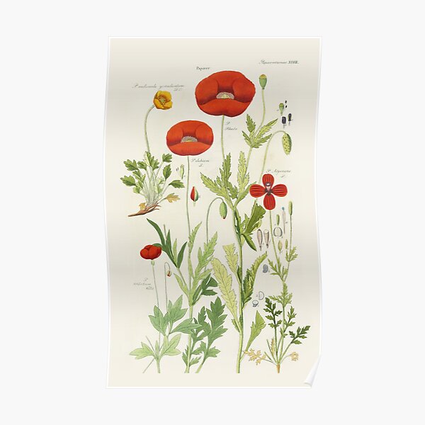 Botanical illustration: Poppy by David Dietrich – State Library Victoria Poster