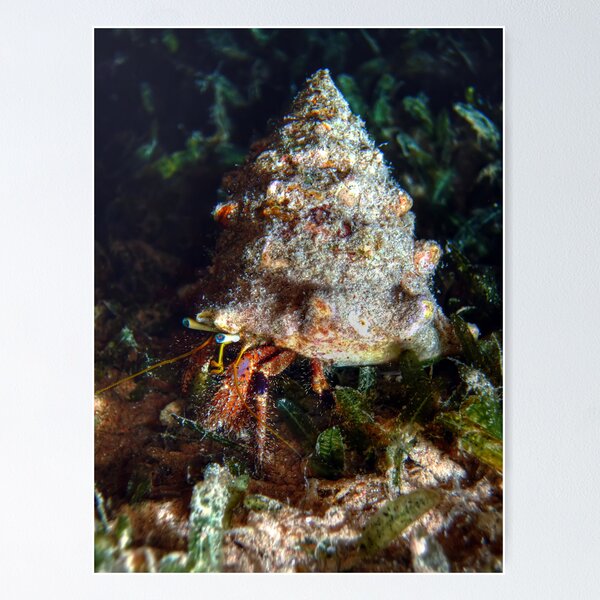Item preview, Reef Hermit Crab designed and sold by lilithlita.