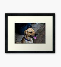 Oscar Framed Print