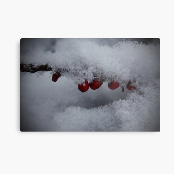Snowflakes and Berries Metal Print