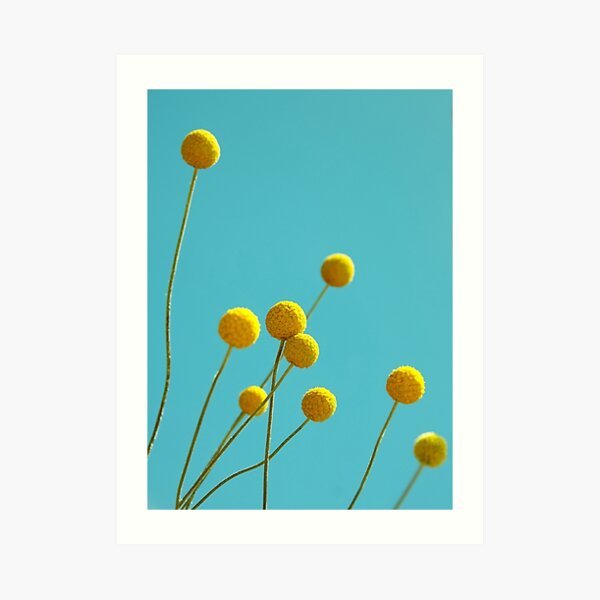 Billy Buttons Art Print