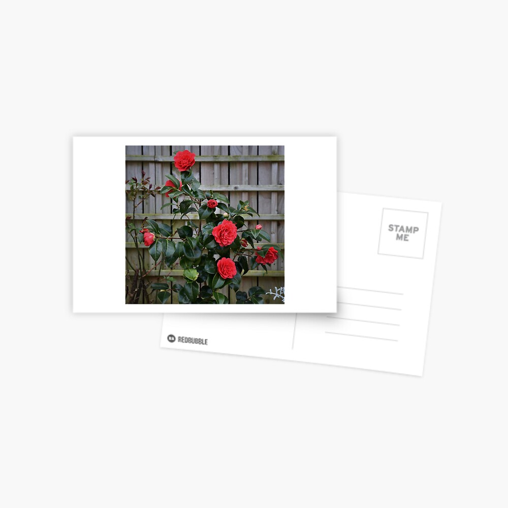 Item preview, Postcard designed and sold by Armstrong-photo.