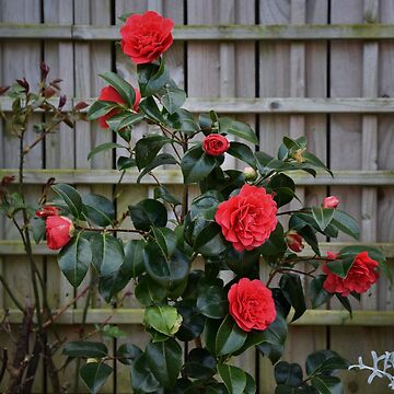 Artwork thumbnail, Red Roses by Armstrong-photo