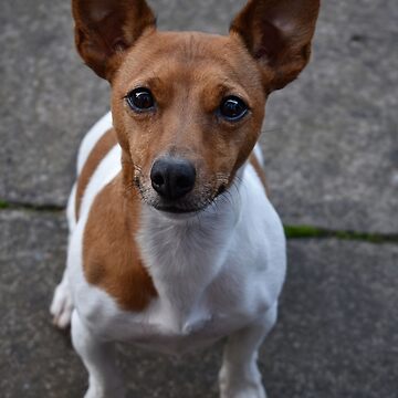 Artwork thumbnail, Jack Russell by Armstrong-photo