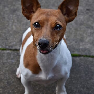 Artwork thumbnail, Jack Russell by Armstrong-photo