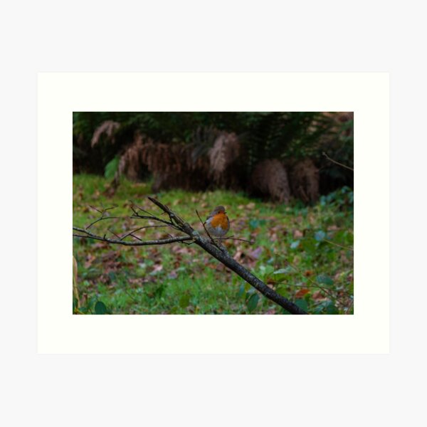 Little Robin Red Breast Art Print