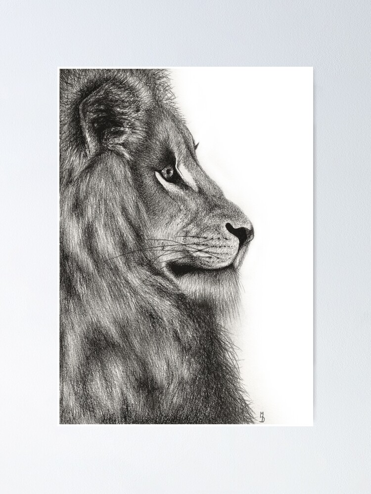 Drawing a Lion! Realistic Art with Charcoal | Realistic art, Realistic  animal drawings, Charcoal drawing animals