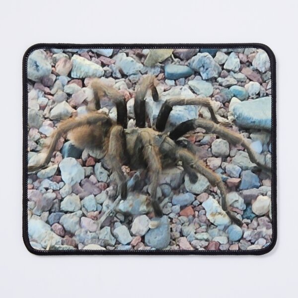 Item preview, Desert Tarantula Photo designed and sold by Willyboy16.