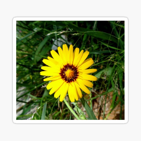 Lechuguilla dulce - flor silvestre - wild flower 1 Pegatina