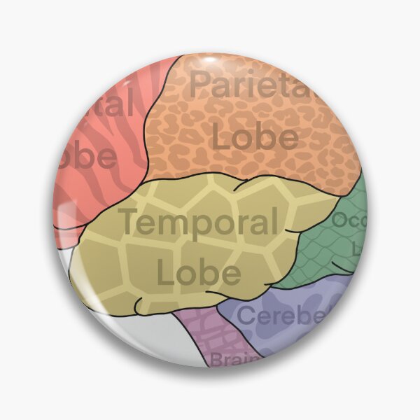 Item preview, Brain Lobes designed and sold by WilmingtonOT.