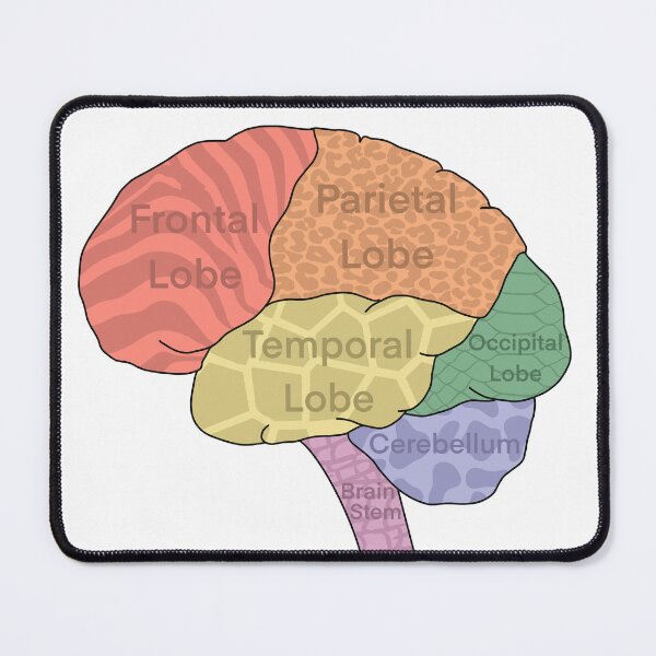 Item preview, Brain Lobes designed and sold by WilmingtonOT.