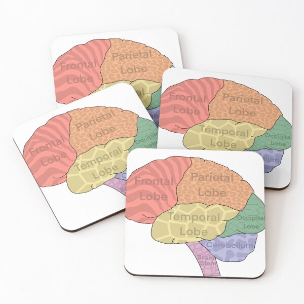 Item preview, Brain Lobes designed and sold by WilmingtonOT.