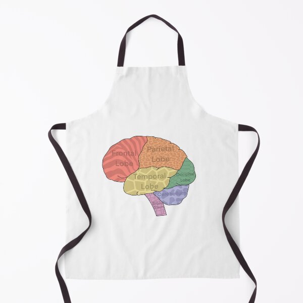 Item preview, Brain Lobes designed and sold by WilmingtonOT.