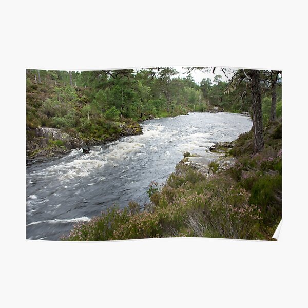 River flowing through Caledonian Pine Forest Poster