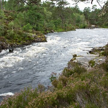 Artwork thumbnail, River flowing through Caledonian Pine Forest by Alternative Perspectives