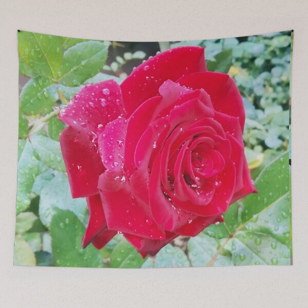 Item preview, Beautiful red rose after the rain  designed and sold by helenkaiy.