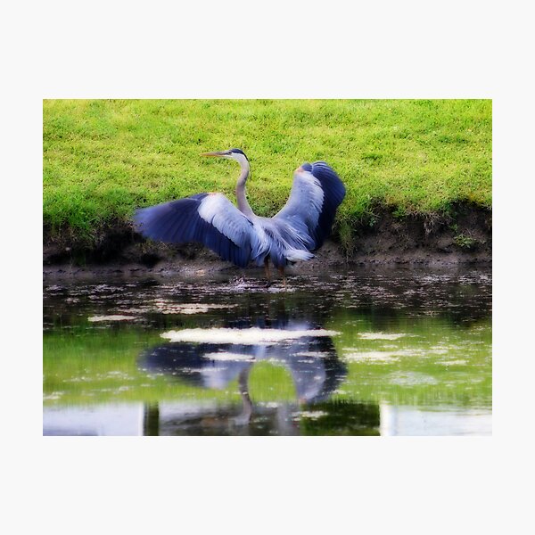 THE BLUE HERON - ORTON EFFECT Photographic Print