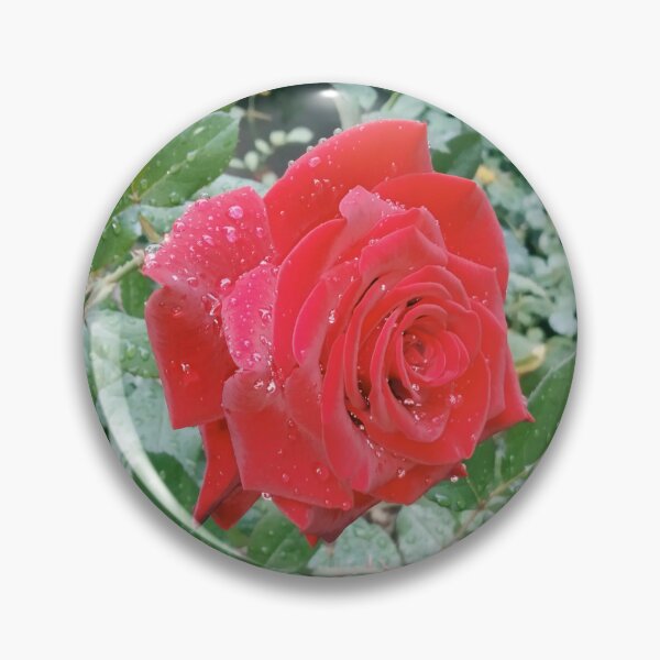 Item preview, Beautiful red rose after the rain  designed and sold by helenkaiy.