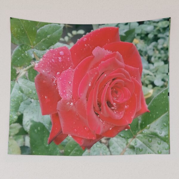 Item preview, Beautiful red rose after the rain  designed and sold by helenkaiy.