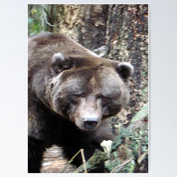 Ursus Major Poster