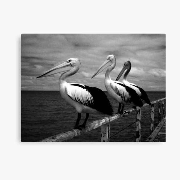 Pelicans @ Semaphore Canvas Print