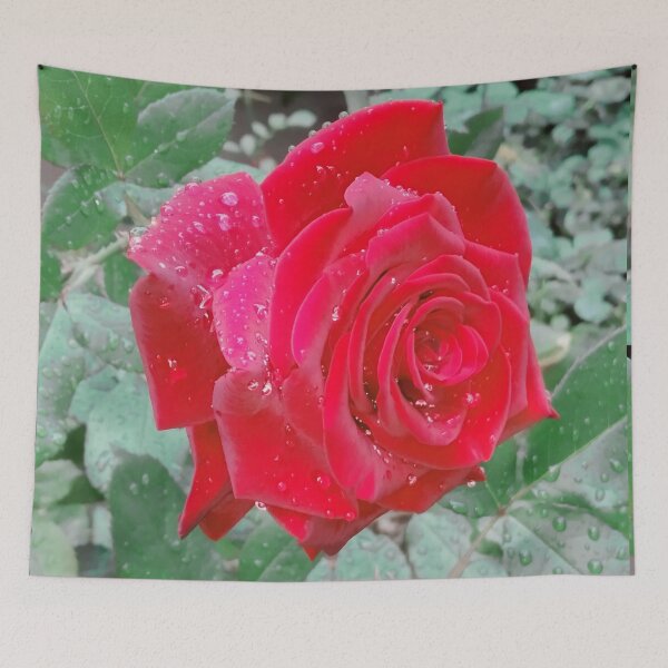 Item preview, Beautiful red rose after the rain  designed and sold by helenkaiy.